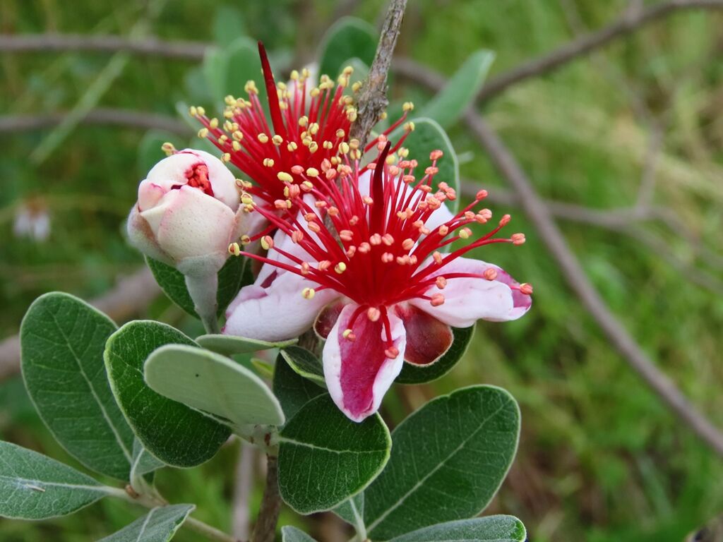 お年玉セール特価 1 フェイジョア 植物 観葉植物 円blog Grupostudio Com Br