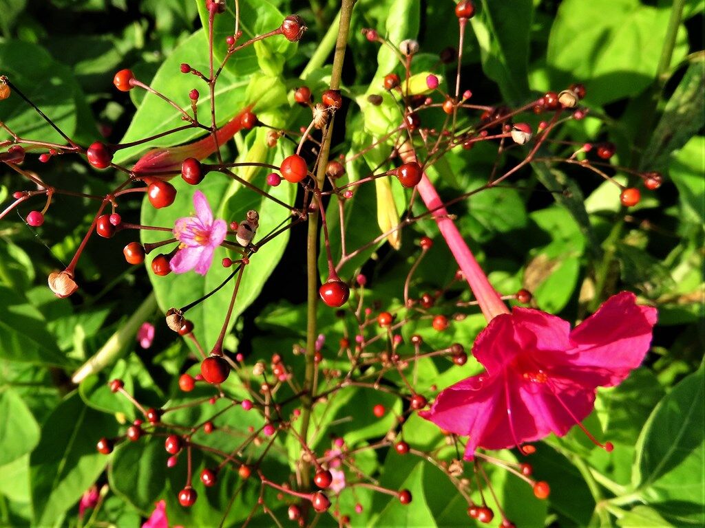 一生感動一生青春 ハゼラン セリ ブッドレア 徒然散歩