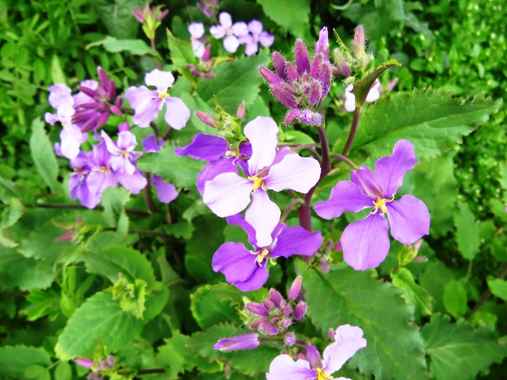雑草の花 諸葛菜 トサミズキ ヒュウガミズキ 徒然散歩