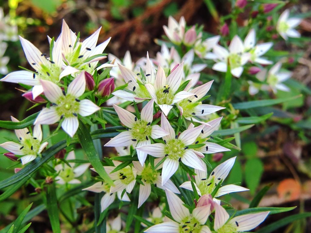 心の砂時計 センブリ ヤクシソウ 徒然散歩