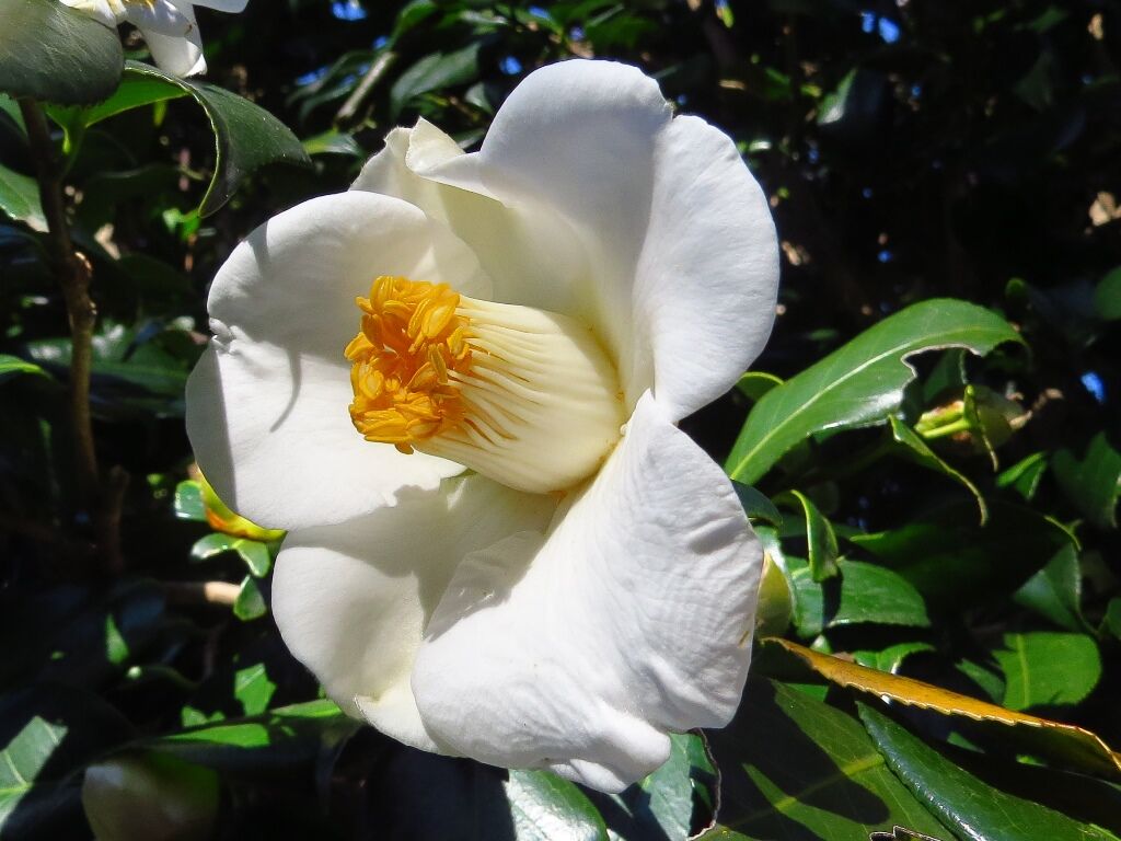 過去へのこだわり ツバキ ミツバチ 徒然散歩