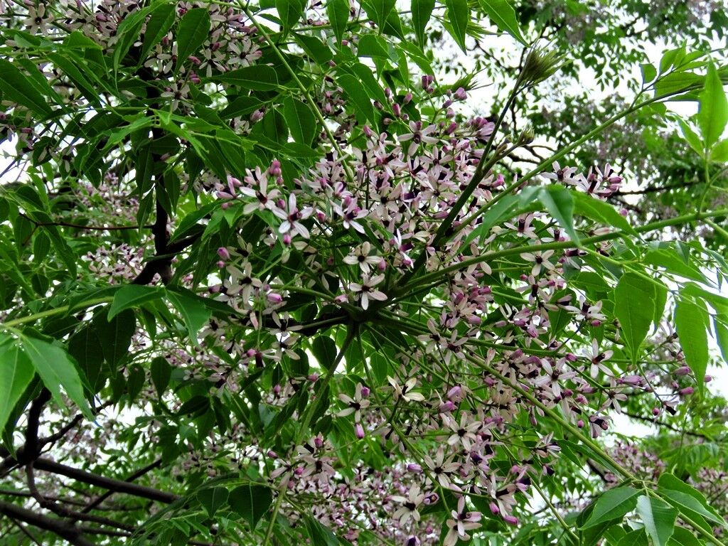 福と禍 センダン ウコギ 徒然散歩