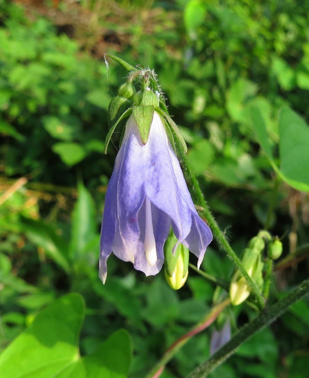 花言葉 ソバナ カラタチバナ ヤブコウジ 徒然散歩 花言葉 ソバナ カラタチバナ ヤブコウジ 徒然散歩