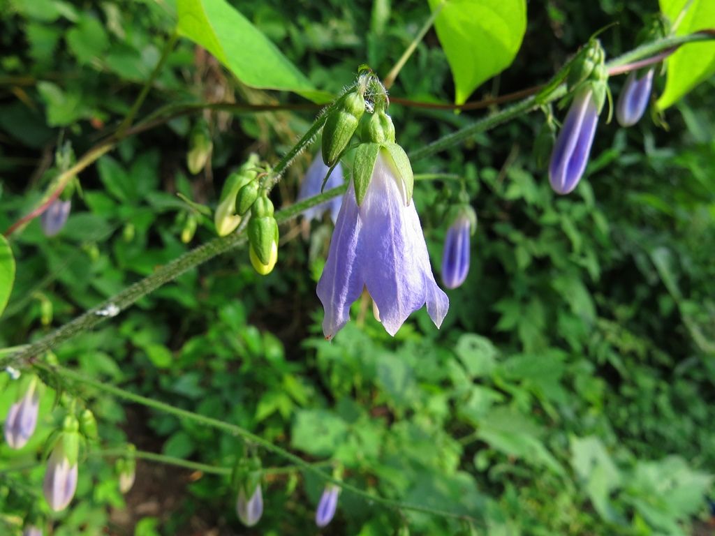 花言葉 ソバナ カラタチバナ ヤブコウジ 徒然散歩 花言葉 ソバナ カラタチバナ ヤブコウジ 徒然散歩