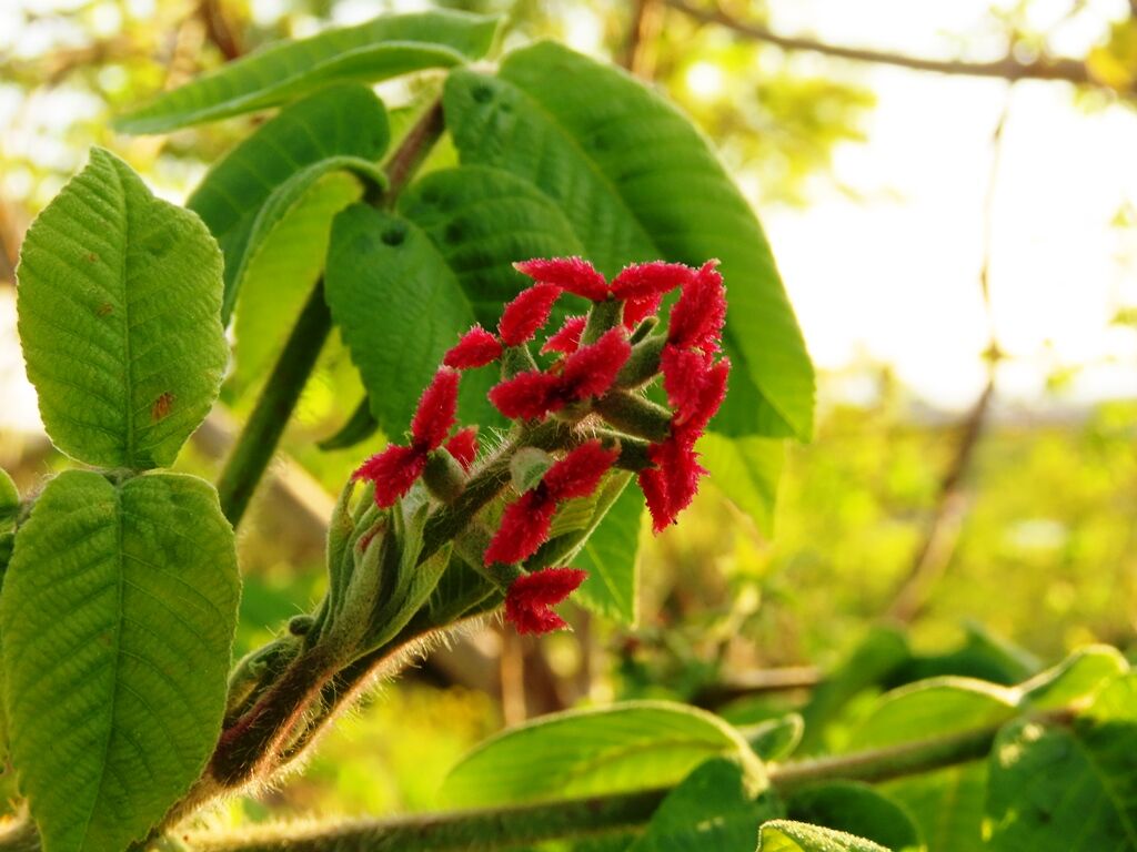 ただ生きる クルミの花 タヌキとノラ猫 徒然散歩 ただ生きる クルミの花 タヌキとノラ猫 徒然散歩