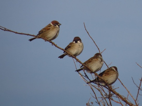 ２枚目の鏡 カラスノエンドウ 鳶 烏バトル 徒然散歩