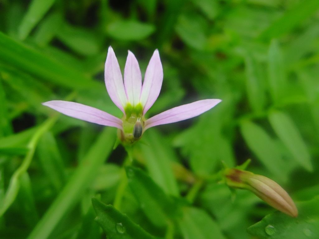 遅咲きの花 アゼムシロ エノキグサ アカネ 徒然散歩