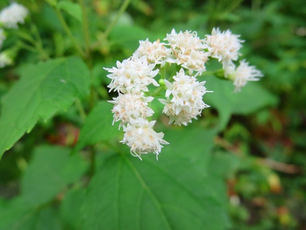 秋の瞳 マルバフジバカマ 里山風景 徒然散歩