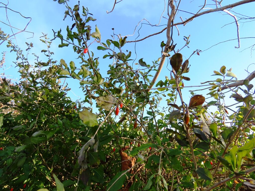 いのち輝く クコ モズ 徒然散歩