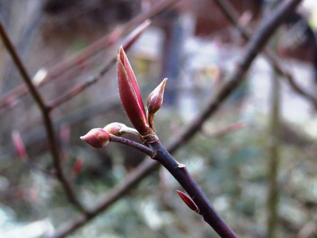 きこえてくる クロモジ カマキリ キセキレイ 徒然散歩