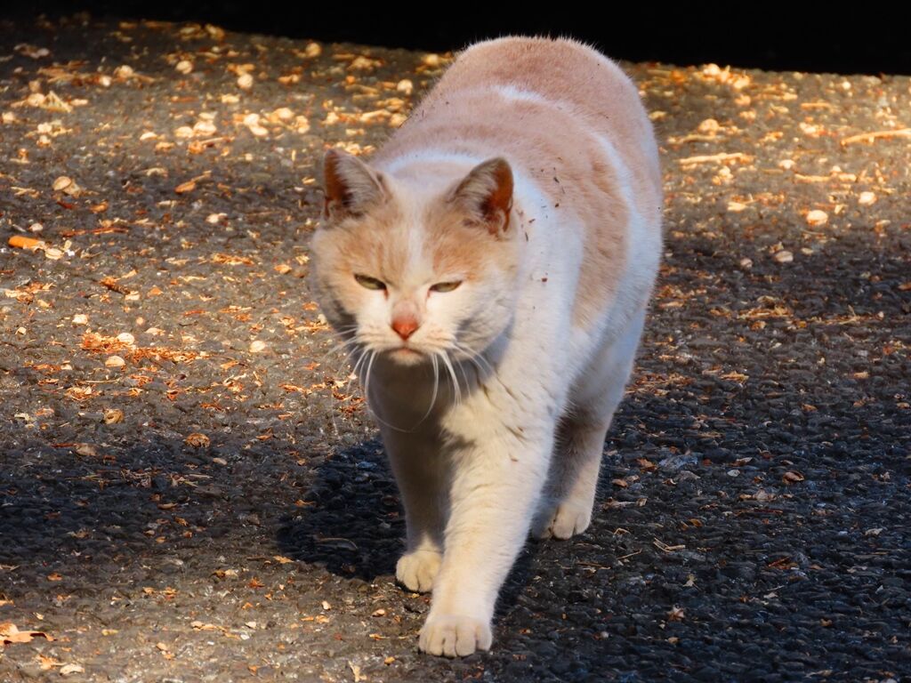 きみはねこの友だちですか ニャンコの日 徒然散歩