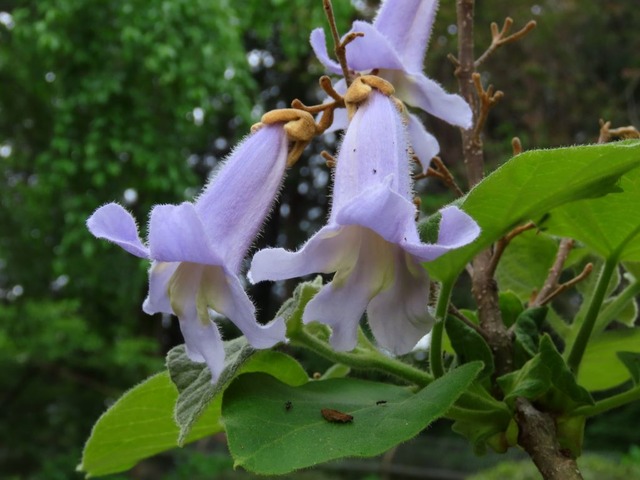 桐の花☆カマツカ・桐・青桐☆ : 心の赴くままに