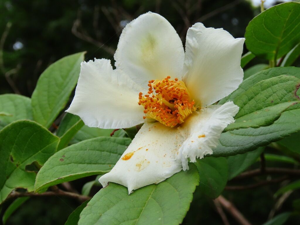 よき人生 ナツツバキ コゲラの雄 事故現場 徒然散歩