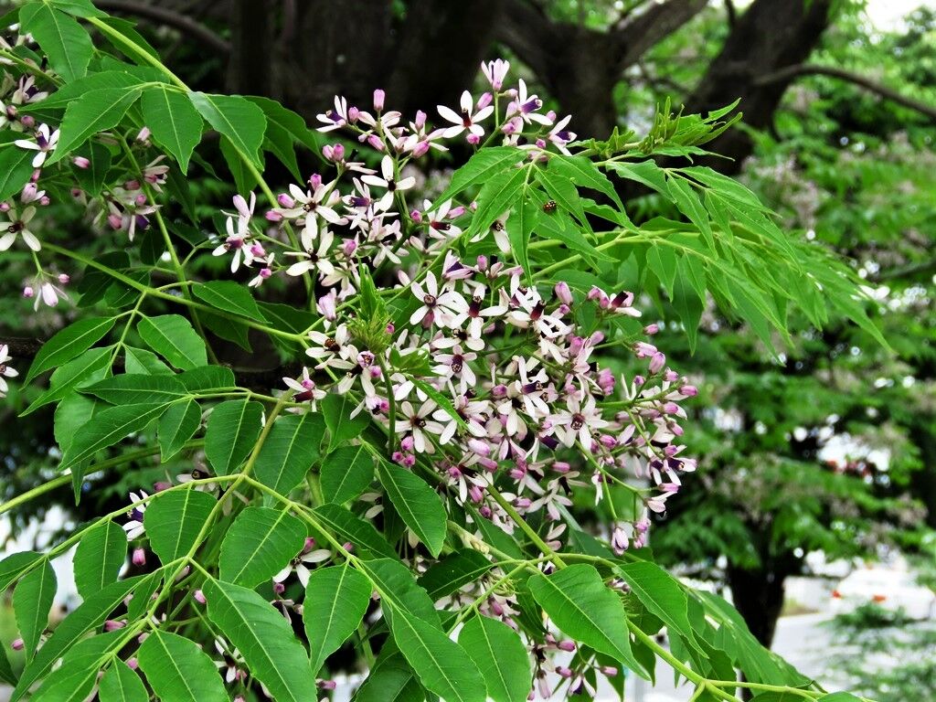 福と禍 センダン ウコギ 徒然散歩