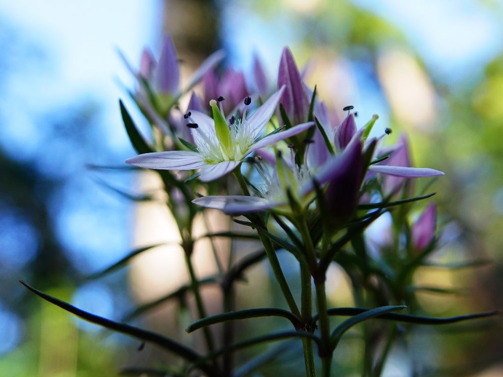 心の砂時計 センブリ ヤクシソウ 徒然散歩
