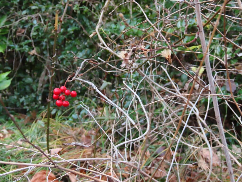 紅葉清談 サルトリイバラ コウヤボウキ 徒然散歩