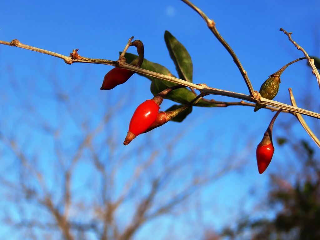 いのち輝く クコ モズ 徒然散歩