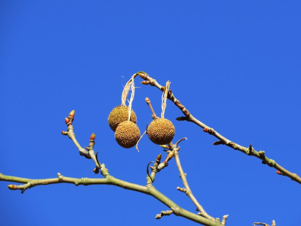 人生は愉快だ 楓 鈴懸の木 ヤドリギの実 徒然散歩