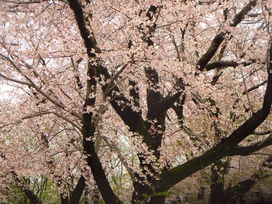 12桜