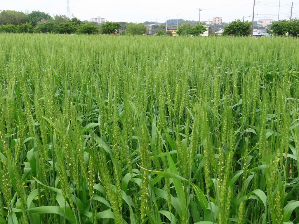 麦の唄☆麦秋・賑やかな庭♪ : 心の赴くままに