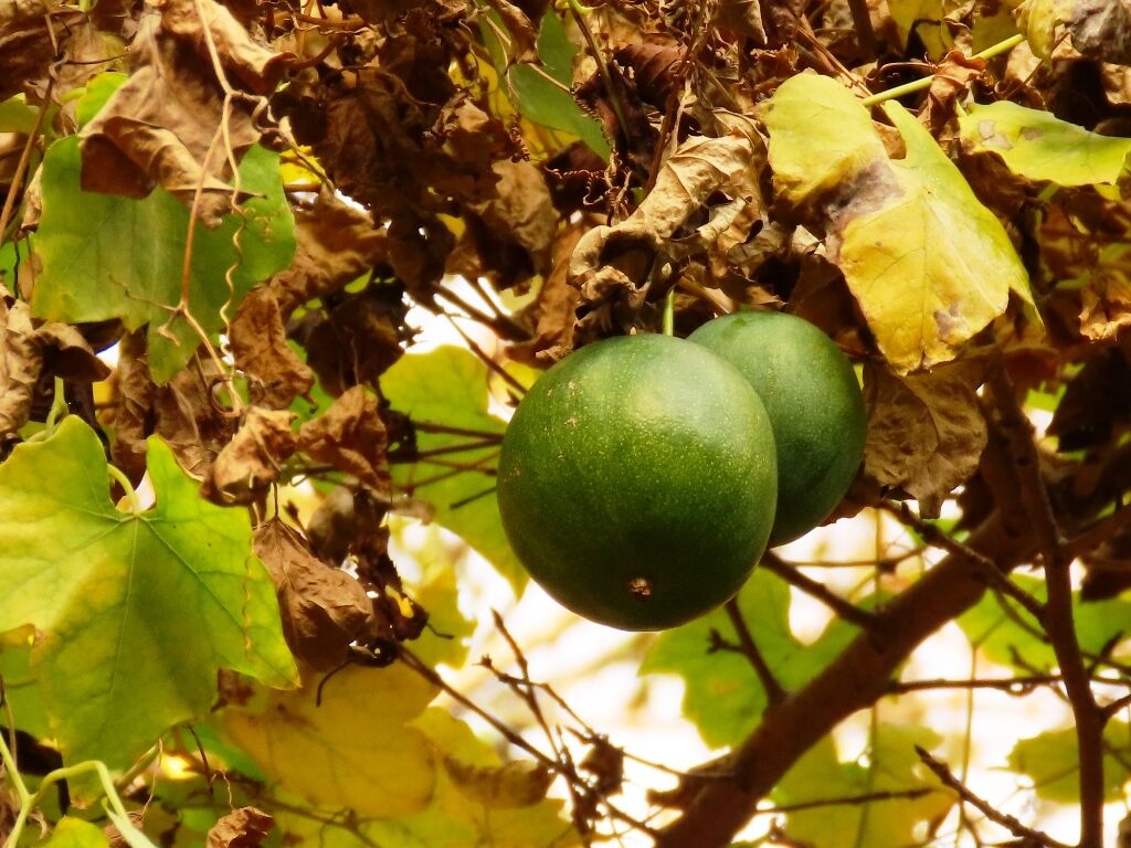 七転八起 オオカラスウリ ムクロジ キカラスウリでした 徒然散歩