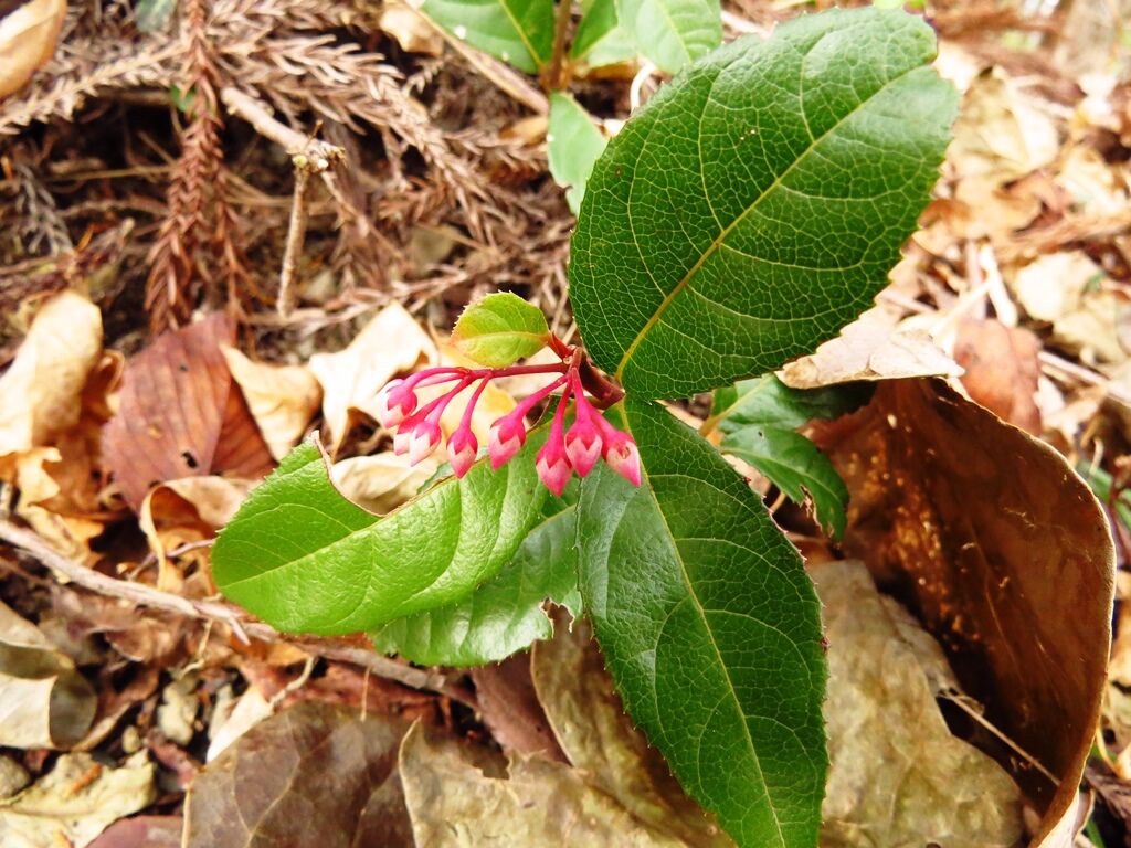 人生の鉄則 ヤブコウジ ギボウシ 冬の花蕨 徒然散歩 人生の鉄則 ヤブコウジ ギボウシ 冬の花蕨 徒然散歩