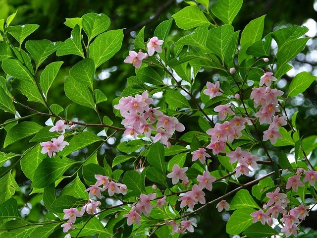 心が自由でありたい エゴノキ ハクウンボク 徒然散歩