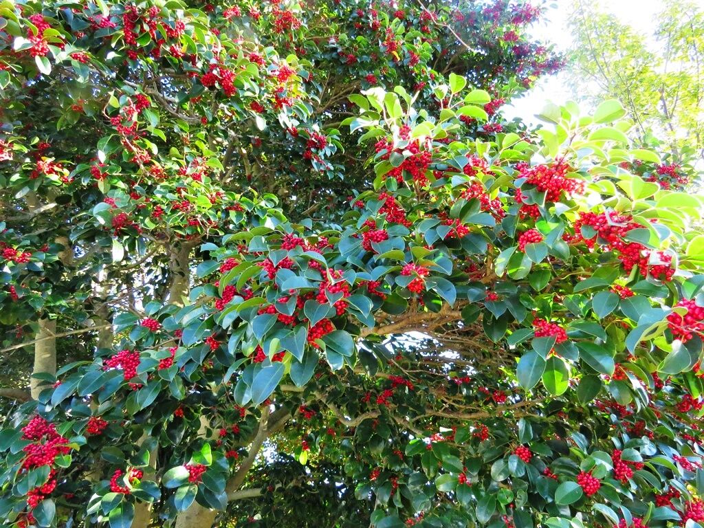 寒中の木の芽 ダンコウバイ クロガネモチ カメムシ 徒然散歩