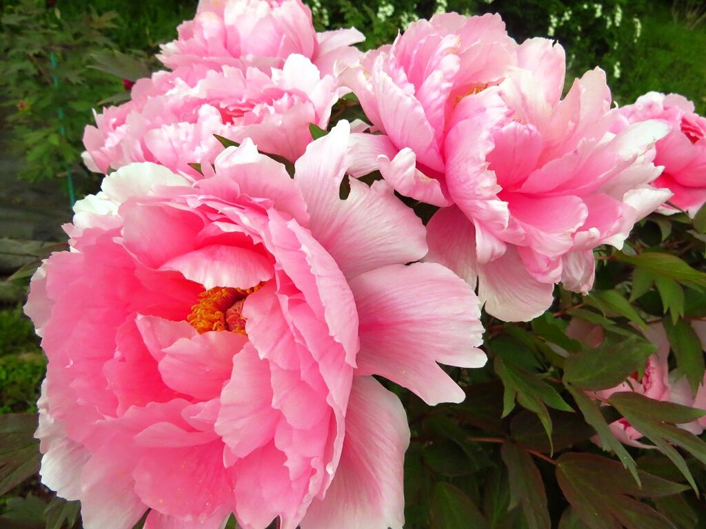 宿命と運命 ボタン ネモフィラ ハンカチノキ 徒然散歩