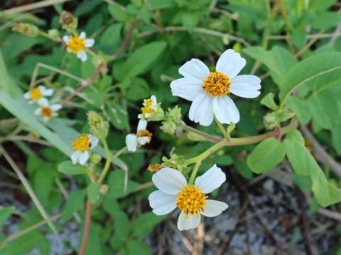 11タチアワユキセンダングサ（キク科)