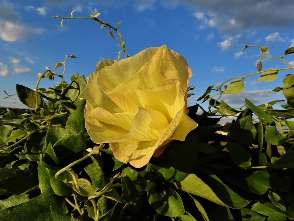 時 野菜特集 花オクラ モズ 徒然散歩