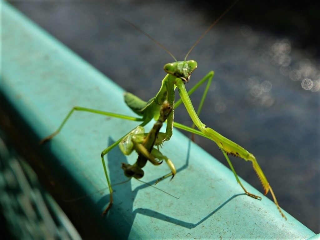 おれはかまきり オシロイバナ カマキリの食事 徒然散歩