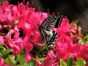 16ツツジとアゲハチョウ