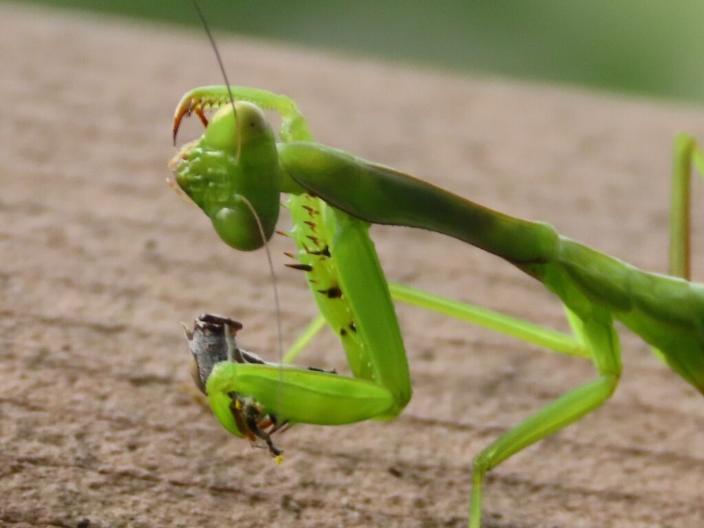 おれはかまきり カマキリ キノコ 徒然散歩