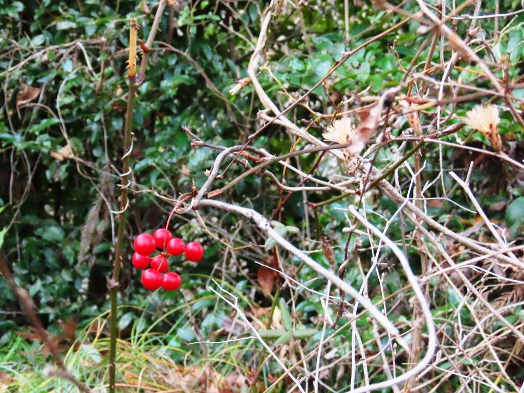 紅葉清談 サルトリイバラ コウヤボウキ 徒然散歩
