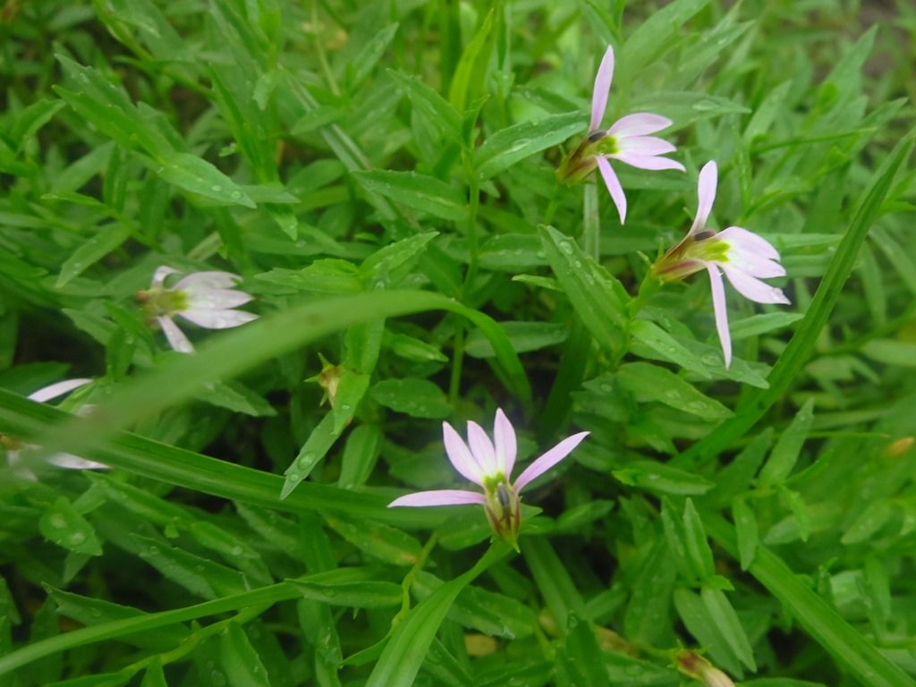 遅咲きの花 アゼムシロ エノキグサ アカネ 徒然散歩