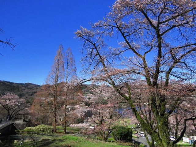 18津久井湖城山公園