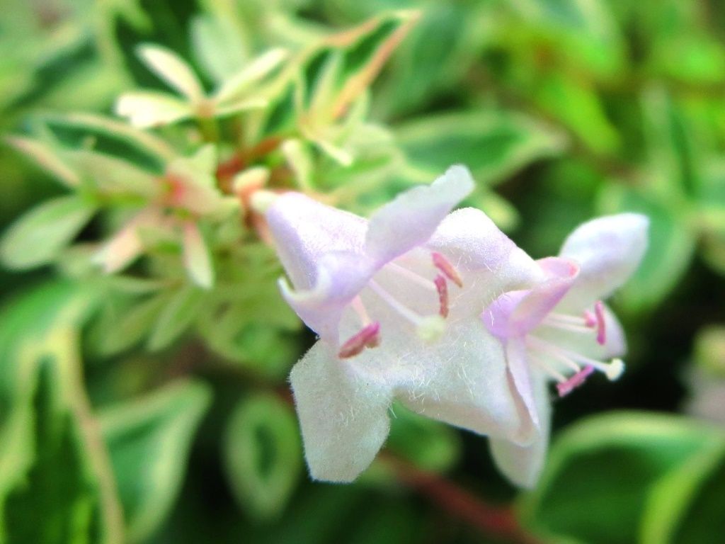 花言葉 アベリア 徒然散歩