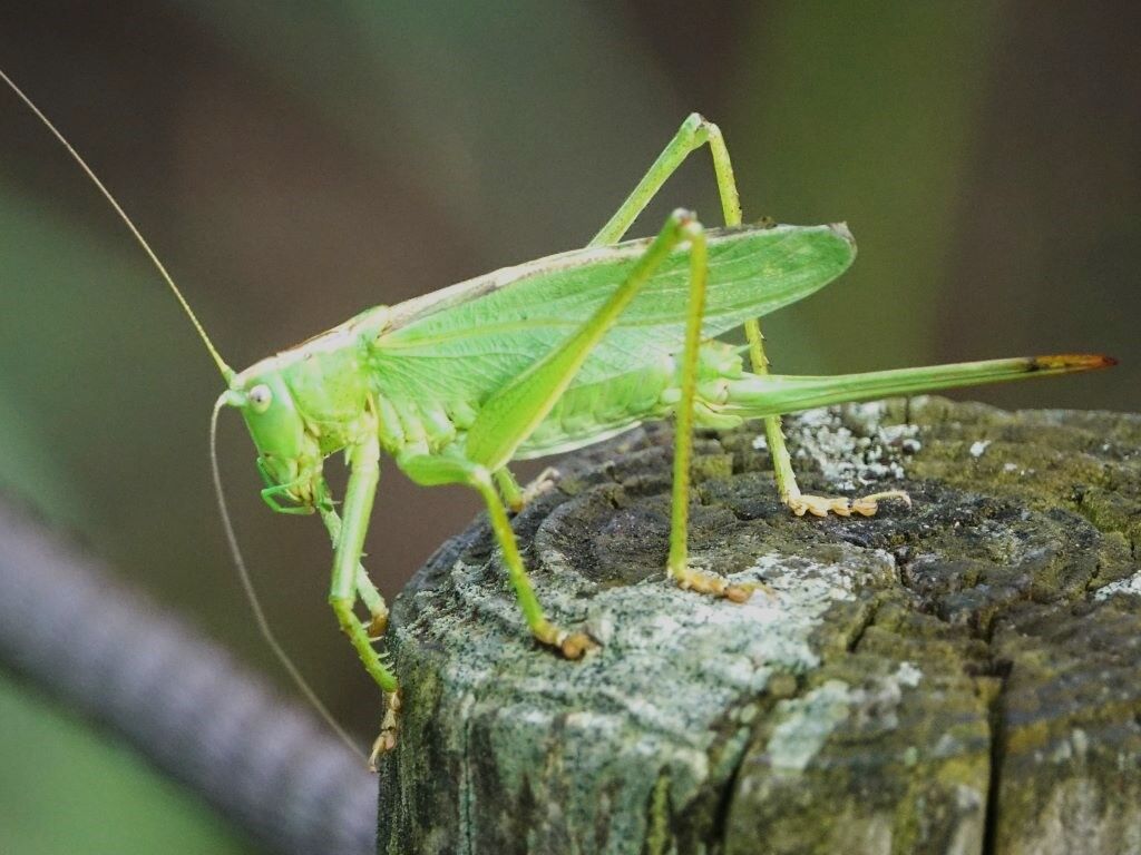 名刀のように☆キツネノカミソリ・ウマオイ・カワセミ♪ : 徒然散歩