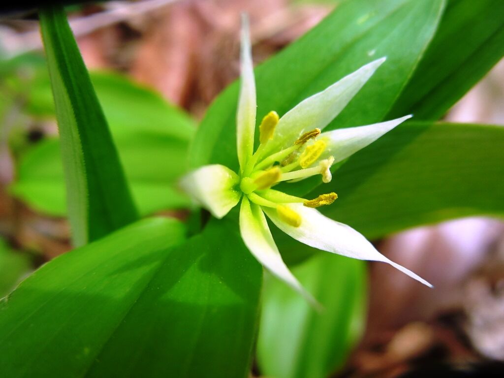 いのちの洗濯 ユキザサ チゴユリ ナツトウダイ 徒然散歩