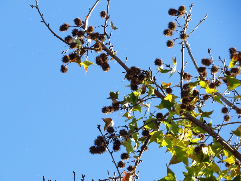 人生は愉快だ 楓 鈴懸の木 ヤドリギの実 徒然散歩