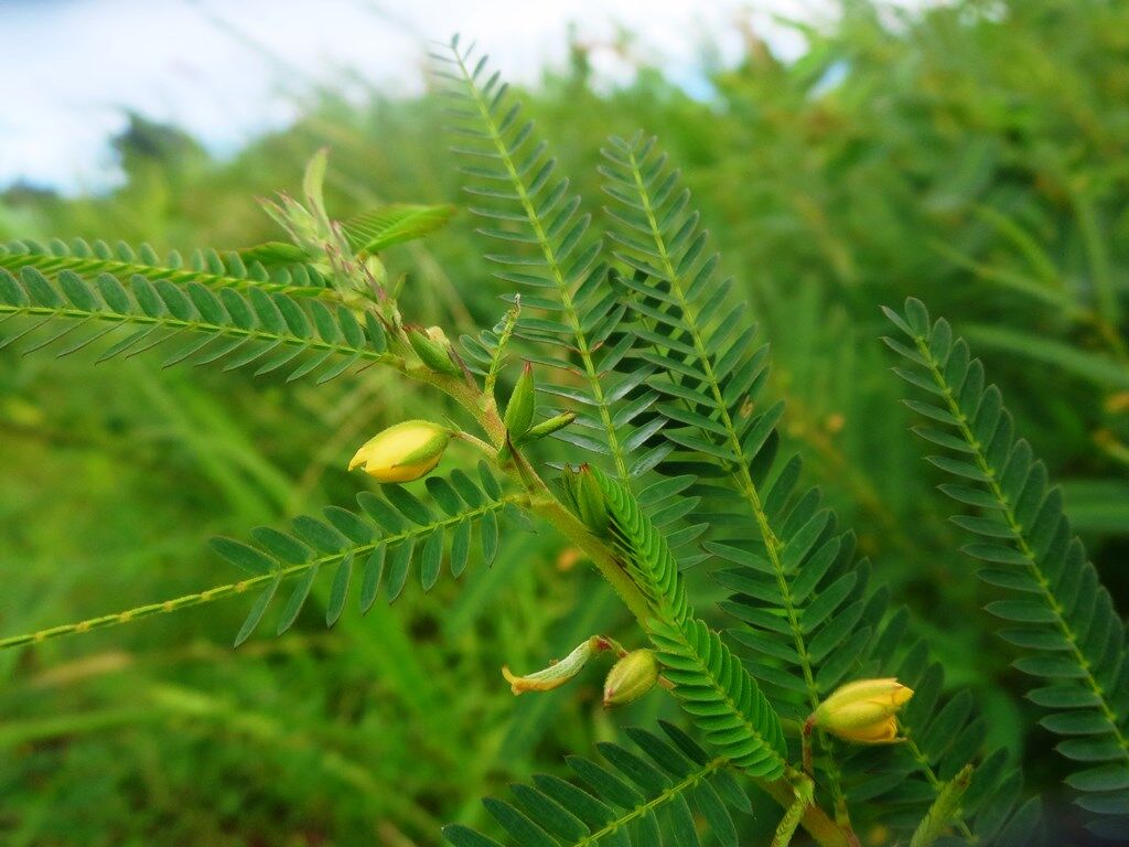 無念夢想 カワラケツメイ クサネム オジギソウ 徒然散歩