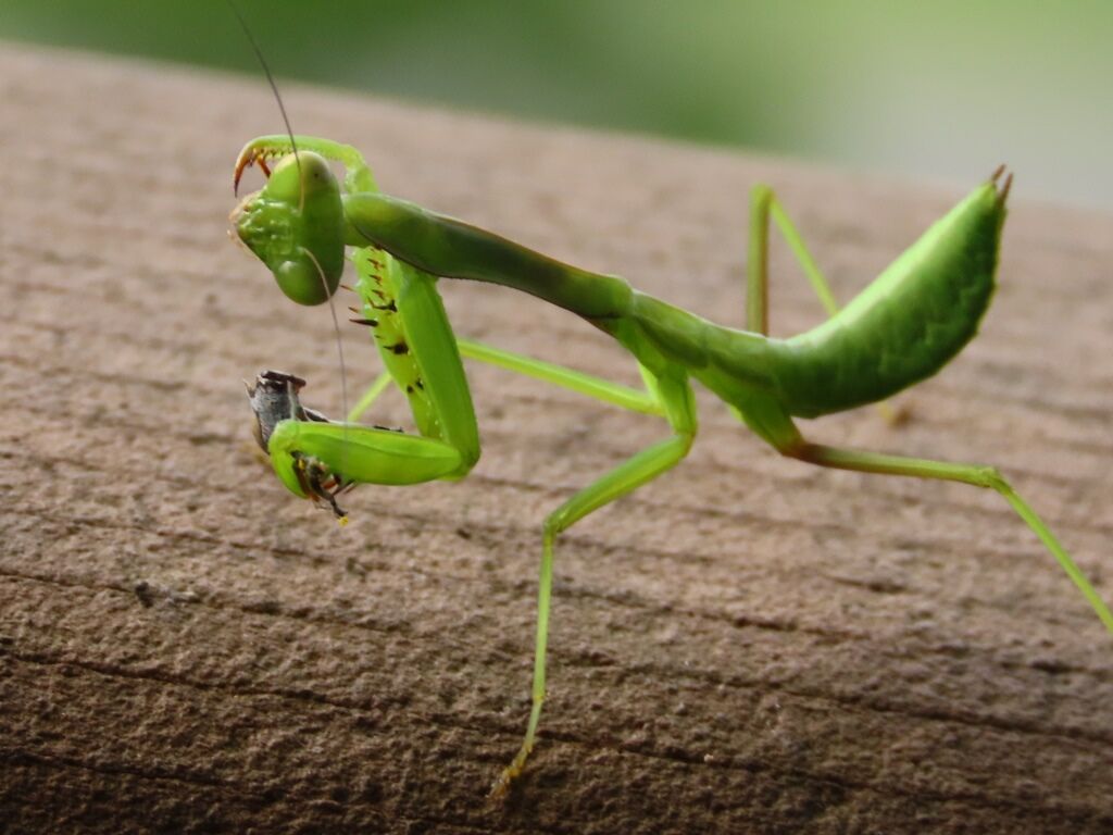 おれはかまきり カマキリ キノコ 徒然散歩