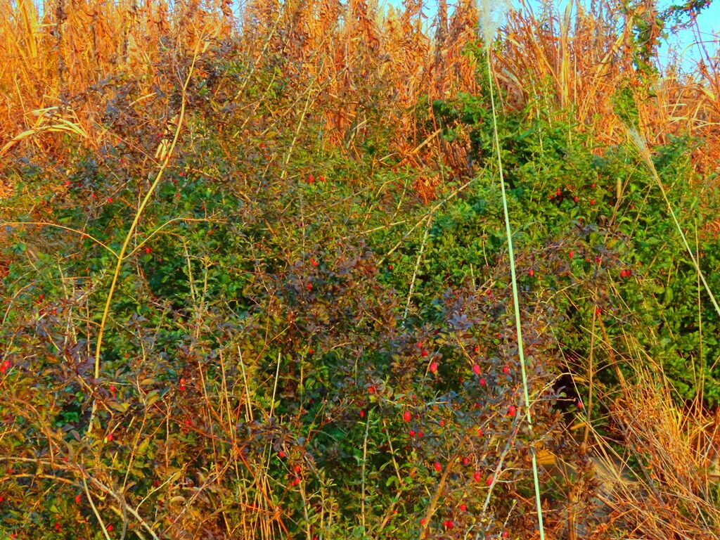 寒中の木の芽 クコ 相模川夕陽 徒然散歩