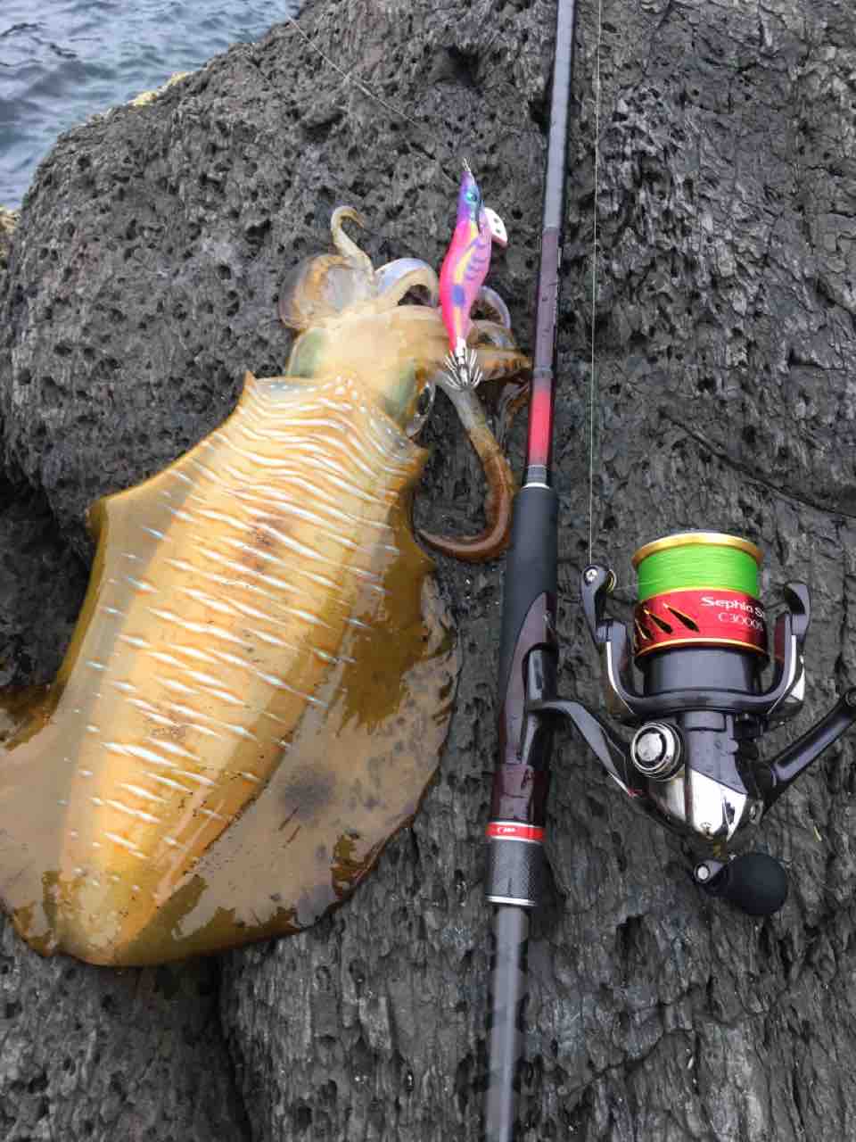 地磯エギング まずめな釣り師の釣行記