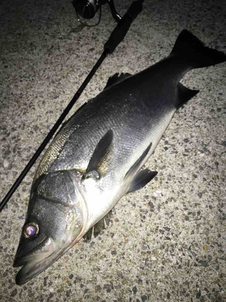 銀メバル70up まずめな釣り師の釣行記 銀メバル70up まずめな釣り師の釣行記
