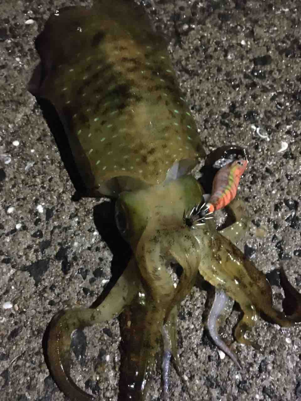イカ臭ぇゴールデンウィーク まずめな釣り師の釣行記