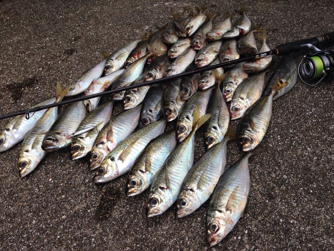 mキャロ最強ロッド まずめな釣り師の釣行記