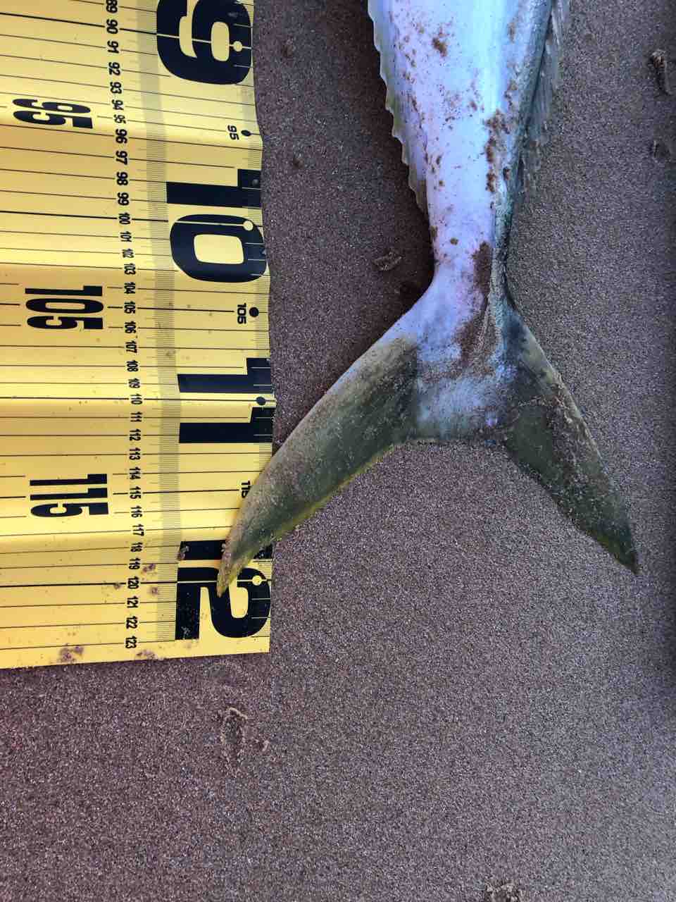 サーフで13キロのヒラマサを釣り上げてしまう : まずめな釣り師の釣行記