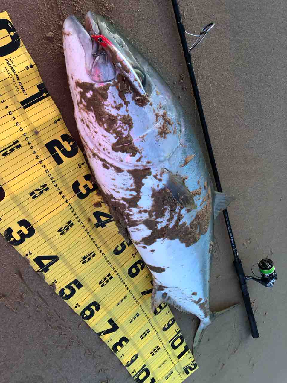 サーフで13キロのヒラマサを釣り上げてしまう : まずめな釣り師の釣行記